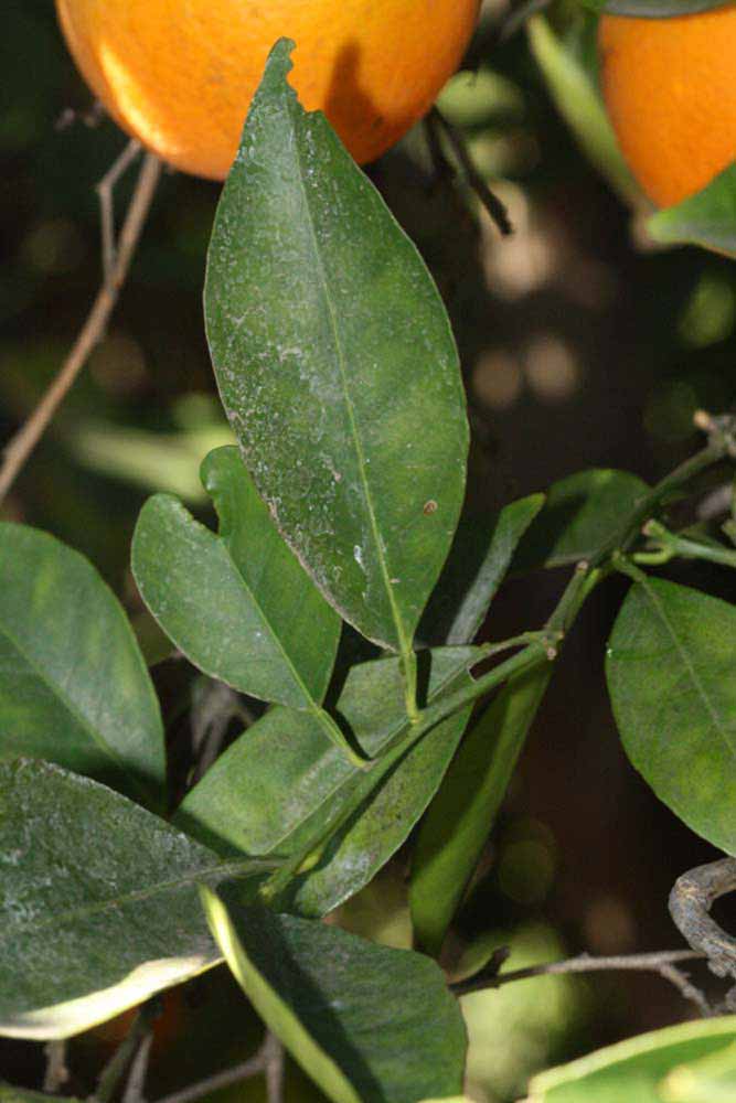              Unifoliolate leaf (Riverside, CA)       